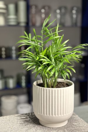 Plant for purchase