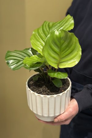 Calathea Desktop