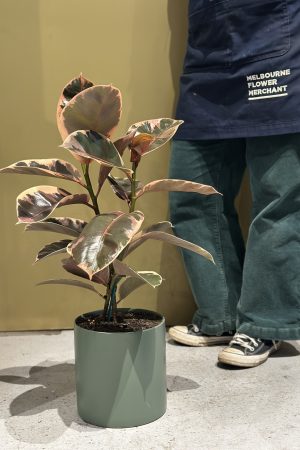 Ficus Elastica