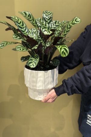 Calathea Large