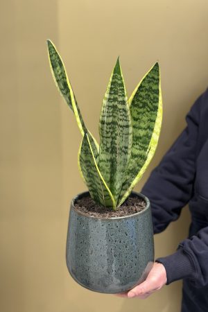 Sansevieria - Snake Plant