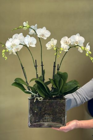 Phalaenopsis Glass
