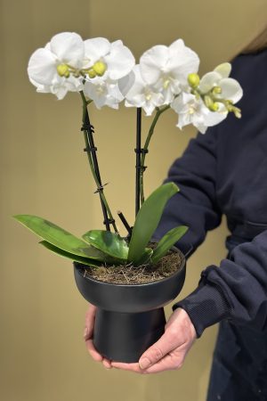 Phalaenopsis Black Decor