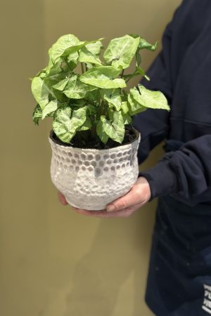 Syngonium Plant