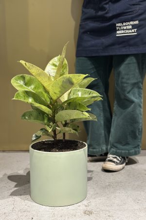 Ficus Elastica Green