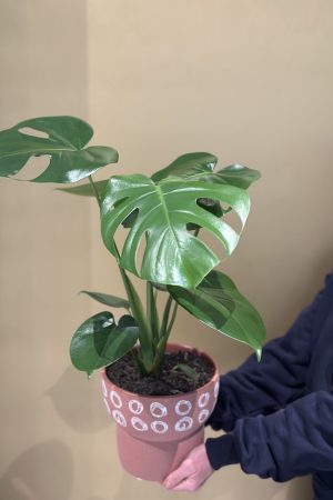 Terracotta Monstera