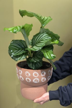 Terracotta Calathea