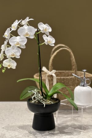 Orchid Bundle